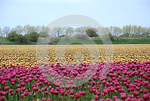 Yellow and purple Tulips in rows in Holland.