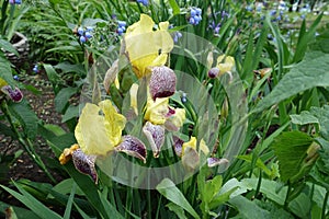 Yellow, purple and white flowers of Iris germanica