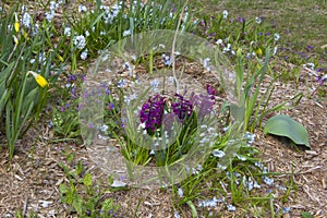 Yellow, purple and white flowers in a spring flower bed