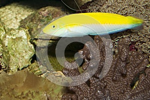 Yellow and Purple Wrasse in Aquarium