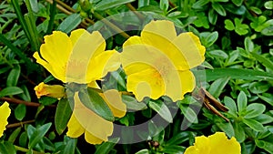 Yellow purslane plants that grow well photo
