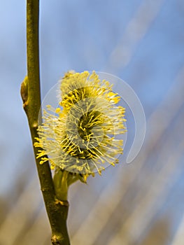 Yellow pussywillow