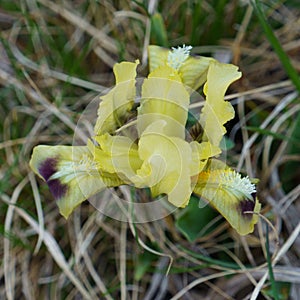 Yellow pygmy iris or dwarf iris (iris pumila), a beautiful and highly endangered flower photo