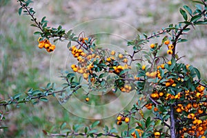 Yellow pyracantha berries on a bush