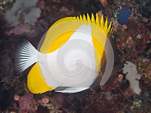 Yellow Pyramid Butterflyfish