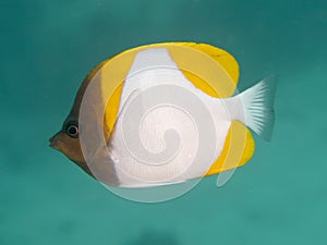 Yellow Pyramid Butterflyfish