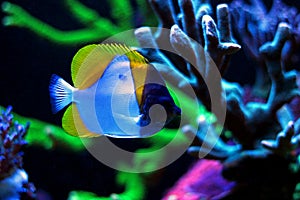 Yellow Pyramid Butterflyfish - Hemitaurichthys polylepis photo