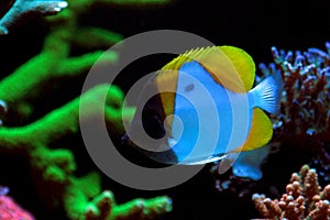 Yellow Pyramid Butterflyfish - Hemitaurichthys polylepis photo