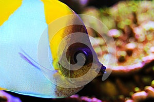 Yellow Pyramid Butterflyfish - Hemitaurichthys polylepis photo