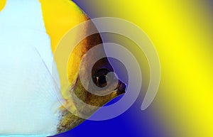 Yellow Pyramid Butterflyfish - Hemitaurichthys polylepis photo