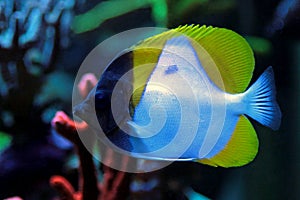 Yellow Pyramid Butterflyfish - Hemitaurichthys polylepis photo