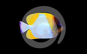 Yellow Pyramid Butterflyfish - Hemitaurichthys polylepis photo