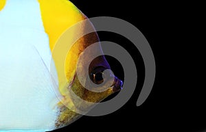 Yellow Pyramid Butterflyfish - Hemitaurichthys polylepis photo