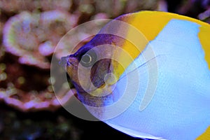 Yellow Pyramid Butterflyfish - Hemitaurichthys polylepis photo