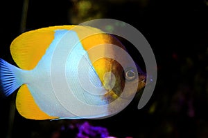 Yellow Pyramid Butterflyfish - Hemitaurichthys polylepis photo