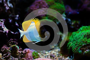 Yellow Pyramid Butterflyfish - Hemitaurichthys polylepis photo