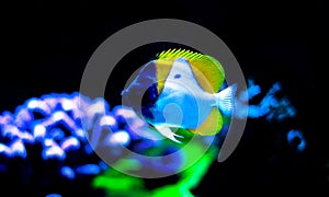 Yellow Pyramid Butterflyfish - Hemitaurichthys polylepis photo