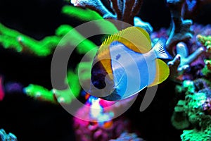 Yellow Pyramid Butterflyfish - Hemitaurichthys polylepis photo