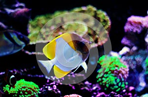 Yellow Pyramid Butterflyfish - Hemitaurichthys polylepis photo