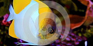 Yellow Pyramid Butterflyfish - Hemitaurichthys polylepis photo