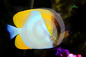 Yellow Pyramid Butterflyfish - Hemitaurichthys polylepis photo