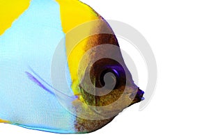 Yellow Pyramid Butterflyfish - Hemitaurichthys polylepis photo