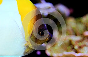Yellow Pyramid Butterflyfish - Hemitaurichthys polylepis photo