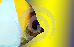 Yellow Pyramid Butterflyfish - Hemitaurichthys polylepis photo