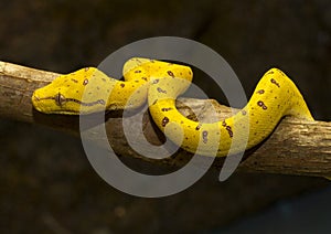 Yellow Python 1