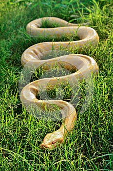 Yellow python in the grass