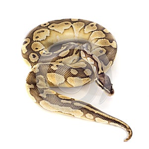 Yellow Python regius