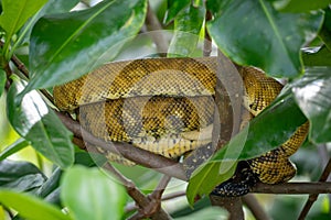 Yellow Python Resting on Tree Branches