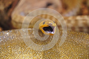 Yellow python snake with close up of head with small black eyes, black tongue with teeth