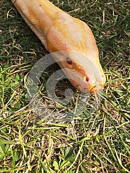 Yellow python writhing in the grass. Pattaya