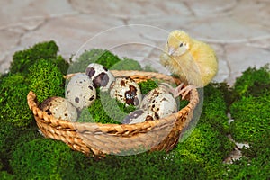 A yellow quail chicken sits on basket with quail eggs and green moss on a stone background
