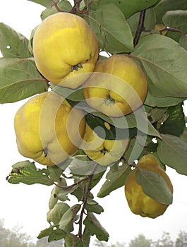 Yellow quinces of Cydonia oblonga tree