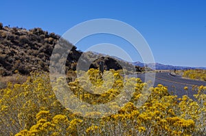 Yellow rabbitbrush blooming alongside a rural Nevada highway photo