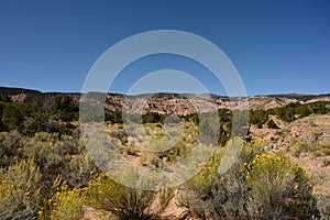 Yellow Rabbitbrush In Desert Landscape photo