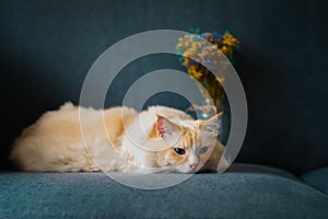 Yellow ragdoll cat lay on sofa, with beautiful flowers, blue background