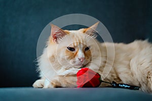 Yellow ragdoll cat look at red rose on blue sofa, sad and serious face