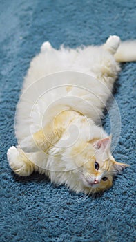 Yellow Ragdoll cat relax