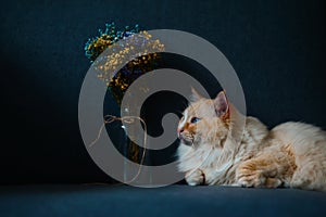 Yellow ragdoll cat sit on blue sofa with a bunch of flowers