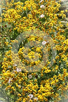 Yellow ragwort flowers and white seedheads photo
