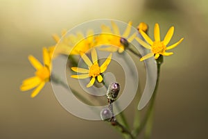 Yellow Ragwort Wildflower Smoky Mountains Tennessee