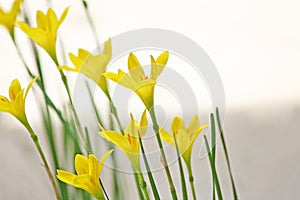 Yellow rain lily ,Zephyranthes grandiflora