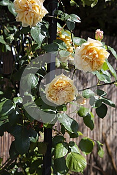 Yellow rambling rose climbing up a garden arbour arch frame.