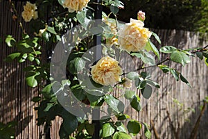 Yellow rambling rose climbing up a garden arbour arch frame. photo