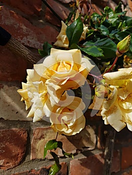 Yellow rambling rose Emily Gray variety