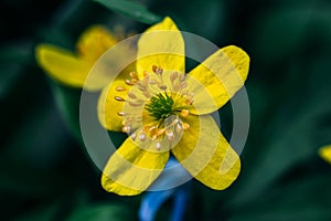 Yellow Ranunculus ficaria blooming flower in green spring meadow, macro shot