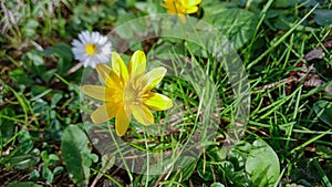 yellow Ranunculus ficaria flower in the garden photo